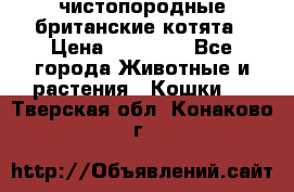 чистопородные британские котята › Цена ­ 10 000 - Все города Животные и растения » Кошки   . Тверская обл.,Конаково г.